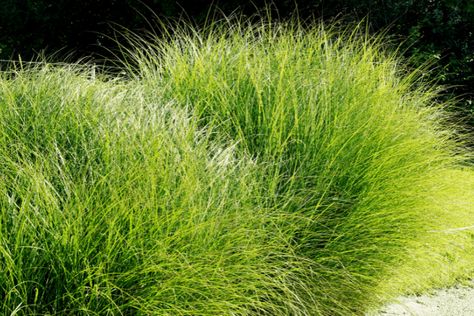 These perennial ornamental grasses are perfect for landscaping. Whether you are looking to fill a large or small area with low maintenance perennial plants, there is an option for all climates and spaces. Gardening, Perennial Grasses, Best Perennials, Grasses For Pots, Perrenial Grasses, Full Sun Perennials, Shrubs For Landscaping, Grasses Landscaping, Drought Resistant Grass