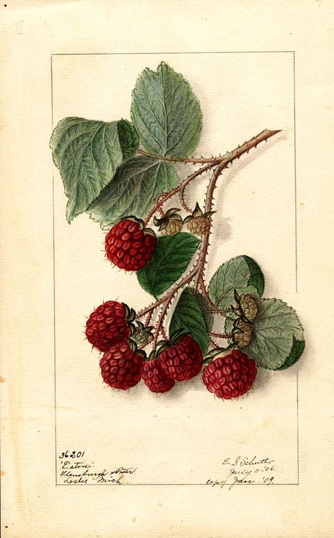Eaton Red Raspberry watercolor painting free to download along with many other vintage fruit botanicals. Illustrators, Vintage, Watercolour Paintings, Retro, Botanical Art, Wall, Watercolor Paintings, Botanical Illustration, Botanical Prints