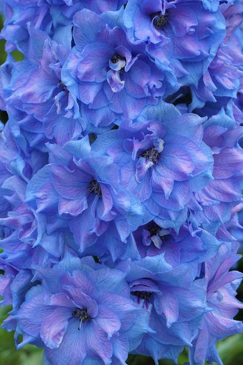 Gardening, Purple Flowers, Flora, Floral, Purple Flowers Garden, Blue Garden, Blue And Purple Flowers, Delphinium Flowers, Blue Delphinium