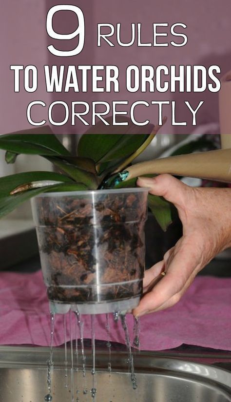 9 rules to water orchids correctly - Gardaholic.net Water, Herbs, Orchids, Tropical Forest, Tropical, Rules
