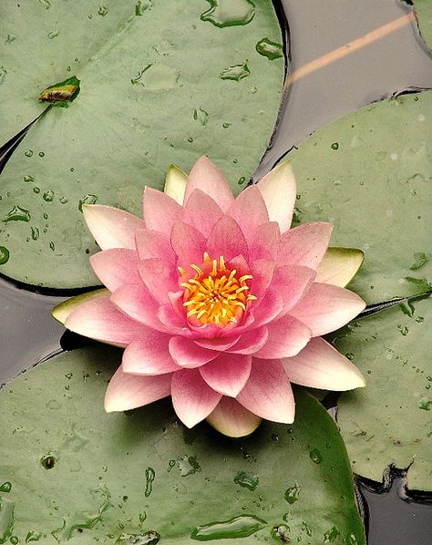 fragrant water lily | Flickr - Photo Sharing! Water Lilies, Inspiration, Water Lilly, Water Lily, Water Flowers, Fragrant, Flowers Nature, Lily Flower, Water Lilies Art