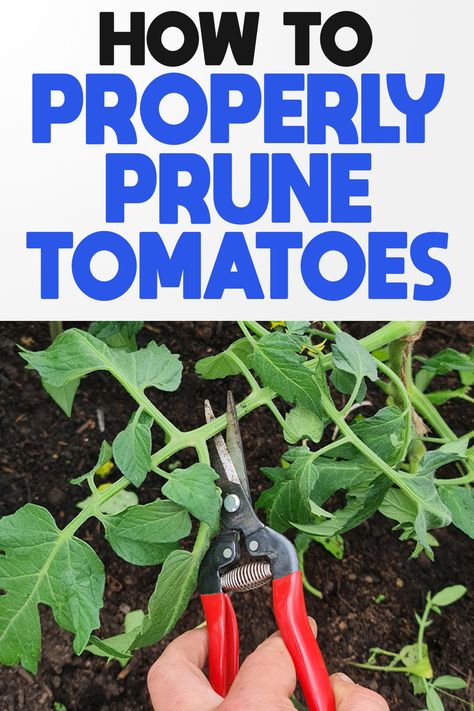 How To Properly Prune Tomatoes Gardening, Growing Vegetables, Tomato Pruning, Pruning Tomato Plants, Growing Tomatoes In Containers, Growing Tomatoes, Tomato Seedlings, Growing Tomato Plants, Growing Vegetables In Pots