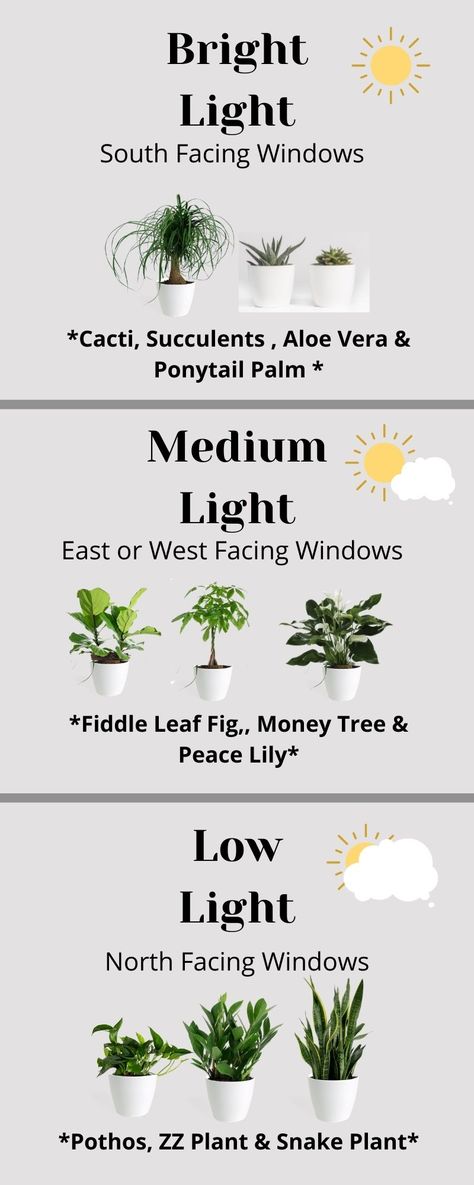 Windows, Nature, Gardening, Indoor Plant Care, Indoor Plant Care Guide, Best Indoor Plants, Growing Plants Indoors, Indoor Plants, Growing Plants