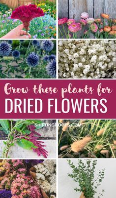Gardening, Outdoor, Diy, Planting Flowers, Growing Flowers, Flower Seeds, Dry Flowers, How To Preserve Flowers, Cut Flower Garden