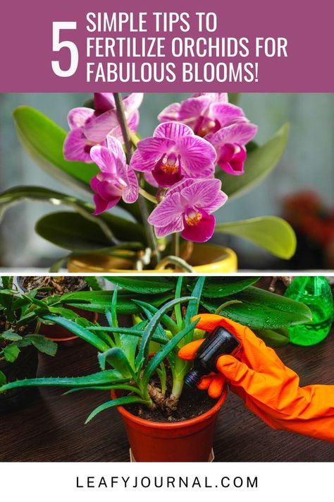 Orchid Enthusiasts!Boost your blooms with these 5 simple tips for fertilizing orchids! Elevate your orchid care game and enjoy fabulous, vibrant flowers all year round. Outdoor, Flowers, Simple, Tips, Fabulous, Vibrant Colors, Bloom, Vibrant Flower, Orchids