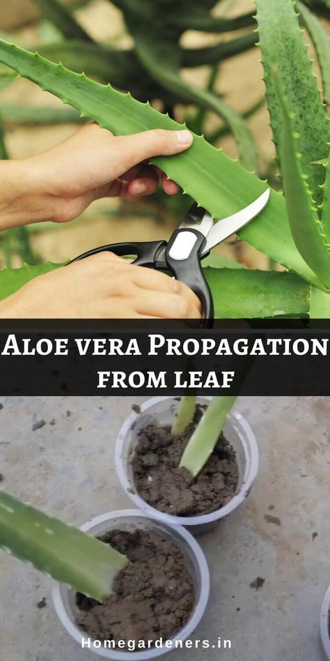 Pesto, Garden Care, Nutrition, Gardening, Aloe Plant Care, Aloe Vera Plant, Aloe Vera, Aloe Plant, Growing Aloe Vera