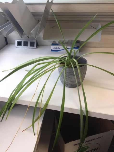 Why Is My Spider Plant Drooping? 4 Reasons & Solutions! 2 Potted Plants, Indoor Plant Care, Plant Care, Fertilizer, Watering, Spider Plants, Plant Needs, Indoor Plants, Liquid Fertilizer