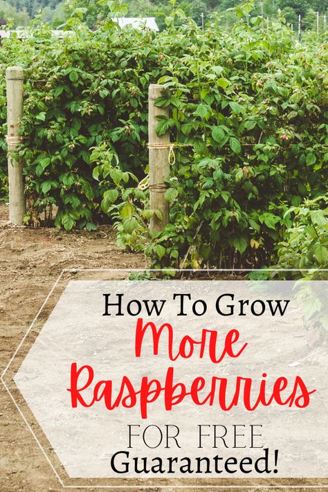Growing Raspberries, Gardening Raspberries, Growing Food, Gardening Tips, Raspberry Plants, Raspberry Bush, Growing, Veg Garden, Garden Harvest