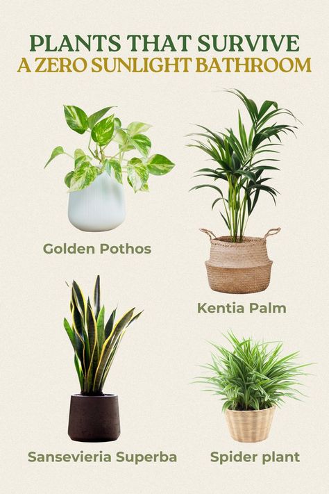 Plants, Pretty Plants, Cool Plants, Interieur, Plant Life, Plant Care, Indoor Plants, Bedroom Plants, Indoor Plants Bathroom