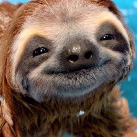 15 Adorable Sloths Here To Remind You To Slow Down And Enjoy Life - I Can Has Cheezburger? Baby Sloth, Söpö Kissa, Smiling Animals, Regnul Animal, Haiwan Comel, Anak Haiwan, Cele Mai Drăguțe Animale, Haiwan Lucu, Animale Rare