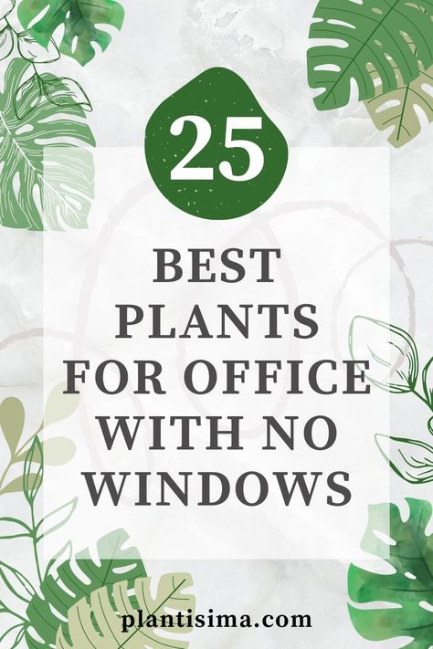Learn some interesting facts and features of the 25 best plants for office with no windows. These low-maintenance plants will thrive even in such conditions. Gardening, Diy, Best Plants For Office, Plants For Office, Best Office Plants, Indoor Office Plants, Best Desk Plants, Office Plants, Office Plants Ideas Interior Design