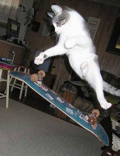 Skateboard Cat Dog Cat, Animals, Silly Cats, Cats, Cat Pics, Cute Cats, Cool Cats, Gatos, Cute Animals