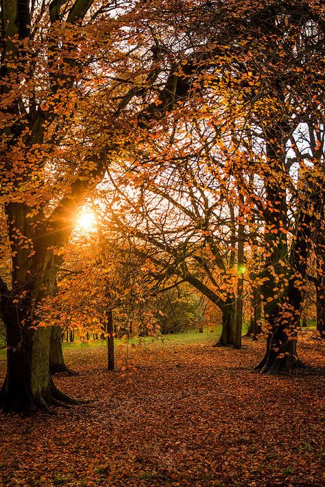 Autumn Sun (c) Alistair Beavis 2014 Nature, Nature Photography, Autumn Scenery, Autumn Photography, Autumn Trees, Autumn Scenes, Beautiful Nature, Autumn Aesthetic, Autumnal