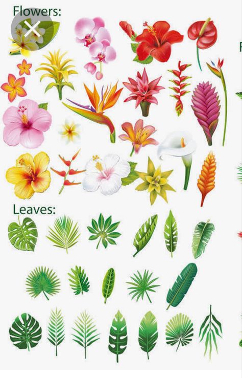 Tropical Flowers, Summer, Tropical Flower Plants, Tropical, Tropical Art, Hawaiin Flowers, Hawaiian Plants, Tropical Flower Tattoos, Jungle Flowers