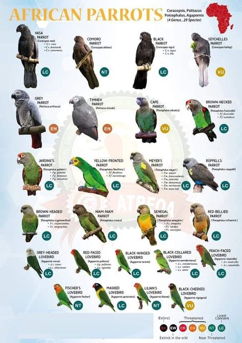 #africanparrots #parrot #africangrey #congoparrot #youyou #timneh #cape-parrot #jardines-parrot #yellow-fronted parrot #meyers-parrot #senegal-parrot African Grey Parrot, Conure Parrots, Conure Bird, Types Of Pet Birds, Parrot Facts, Bird Care Parrots, Exotic Birds, Senegal Parrot, Parrot Pet