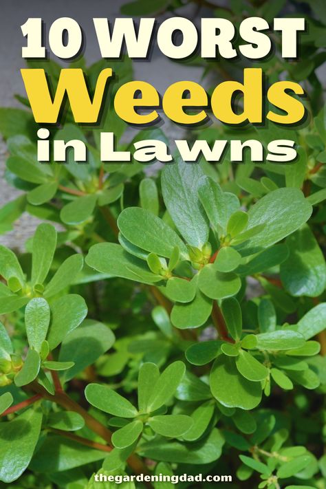 Gardening, Inspiration, Types Of Weeds In Garden, Common Lawn Weeds, Weeds In Lawn, Lawn Weeds, Garden Weeds, Growing Weed, Grass Weeds