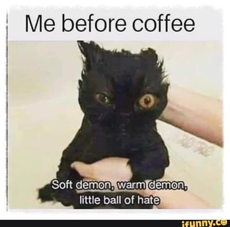 Me before coffee little ball of hate – popular memes on the site iFunny.co #dragonballsuper #animemanga #me #coffee #ball #hate #pic Jokes, Humour, Funny Memes, Funny Animal Memes, Funny Cat Memes, Funny Cat Videos, Mean Cat, Grumpy Cat, Hilarious