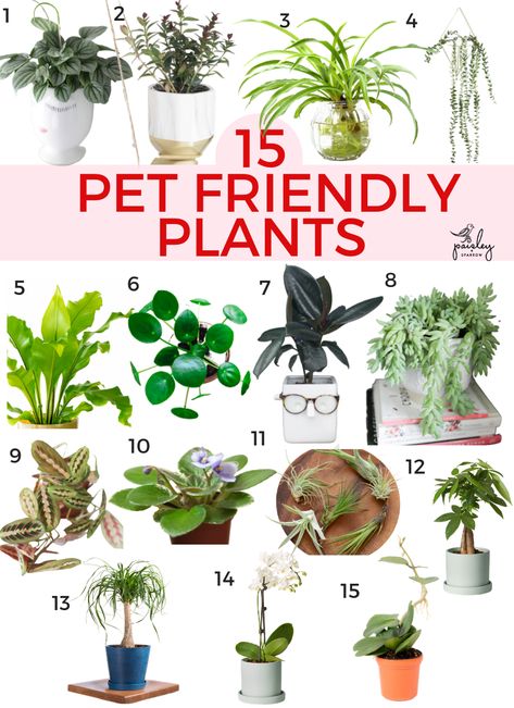 15 Pet Friendly Houseplants (Safe for Cats and Dogs!) - Paisley + Sparrow Gardening, Cat Friendly Plants, Plants Pet Friendly, Cat Safe Plants, Dog Safe Plants, Indoor Plants Pet Friendly, Cat Safe House Plants, Safe House Plants, Pet Friendly House Plants