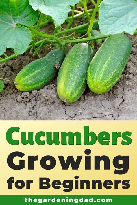 Garden Care, Growing Vegetables, Outdoor, How To Plant Cucumbers, Cucumber Gardening, How To Grow Cucumbers, Grow Cucumber, When To Plant Cucumbers, Growing Vegetables In Pots