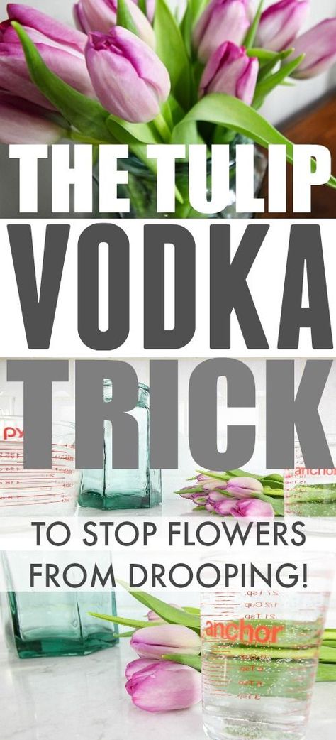Clever trick to keep tulips from drooping using vodka! Gardening, Vodka, Planting Flowers, Tulips, Garden Care, Fresh Cut Flowers, Spring Tulips, Tulip Bouquet, Tulips Arrangement