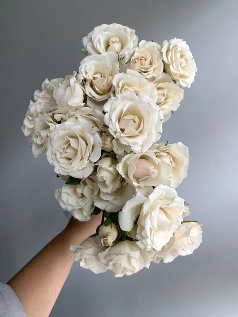 "White Majolika" spray roses are a stunning creamy-white and open into generously-sized blooms, making them a go-to for wedding and events. Ideas, Floral, Ivory Flowers, White Spray Roses, Cream Roses, Rose Varieties, Cream Flowers, White Roses, White Flowers
