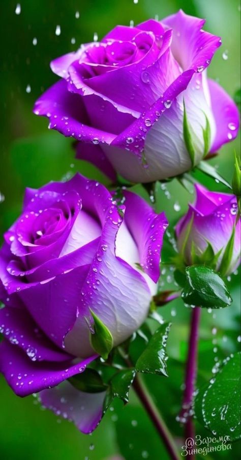 Purple Roses, Rose Flower, Rose, Rose Flower Pictures, Rose Flower Wallpaper, Beautiful Rose Flowers, Rosas, Beautiful Roses, Flower Pictures Roses