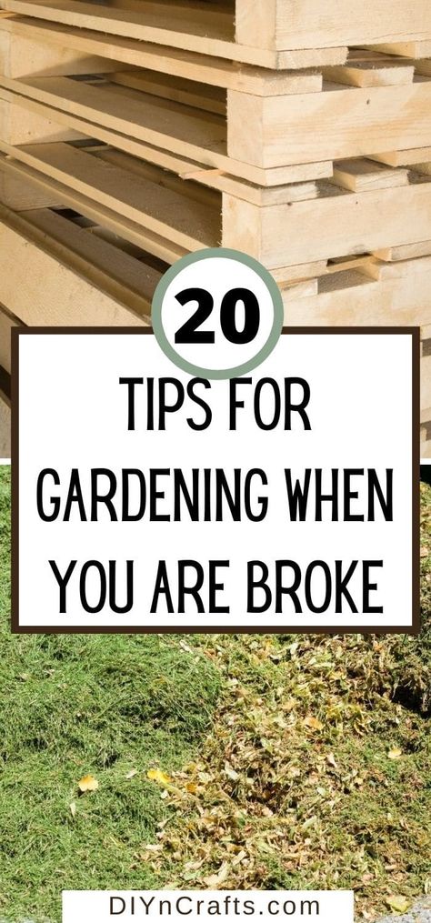 Container Gardening, Gardening, Gardening Hacks, Gardening For Beginners, Easy Gardening Hacks, Gardening Tips, Garden Diy On A Budget, Budget Garden, Small Yard Vegetable Garden Ideas