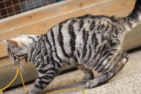 Silver Toygers are cute too!