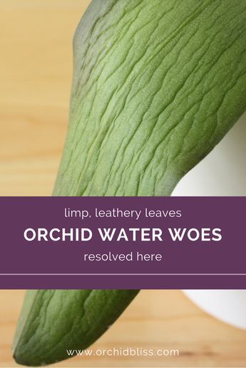 Orchid leaves should be upright, stiff and bright green. If your orchid’s leaves are leathery and limp there is a watering problem. Get tips on how to water properly. #orchidbliss #windowsillorchids #houseplants #garden #indoorgarden #flowers #orchids #budblast #rebloomorchids #rebloomflowers #buds #groworchids #orchidcare Planting Flowers, Orchid Care, Repotting Orchids, Watering, Orchid Plant Care, Growing Orchids, Growing Plants, Orchids In Water, Irrigation