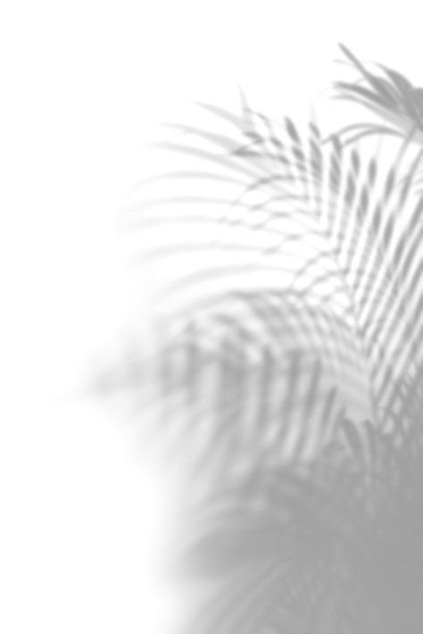 Shadow of palm leaves on off white background | premium image by rawpixel.com / Jira Iphone, White Background Images, White Background Photography, White Backround, Black Backgrounds, White Background Wallpaper, Black And White Background, White Background, Background Images