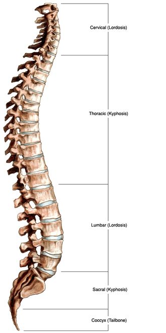 Easy-to-understand explanation of normal spinal anatomy and how kyphosis can change parts of the spine. Article explains why we have curves in our spine and the different complex components of the spine, such as vertebrae, discs, and nerves. Yoga, Reading, Spinal Cord, Spinal Column, Rheumatoid Arthritis, Sternocleidomastoid Muscle, Thoracic Vertebrae, Spinal, Forward Head Posture