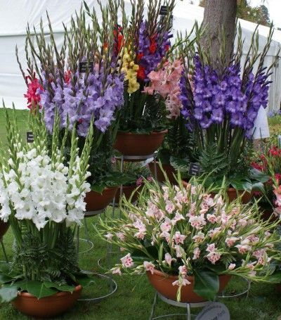 Can I Grow Gladiolus In A Container: How To Care For Gladiolus Bulbs In Pots Planting Flowers, Gardening, Garden Bulbs, Container Gardening Flowers, Tomato Garden, Garden Containers, Growing Tomatoes In Containers, Planting Bulbs, Garden Plants