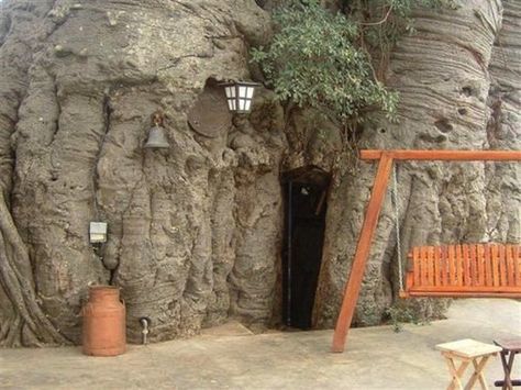Bars at the end of the  world via atlasobscura.com Africa, Garden Art, Tree House, Outdoor Structures, Baobab Tree, Giant Tree, Small Canopy, Most Beautiful Gardens, Gardens Of The World