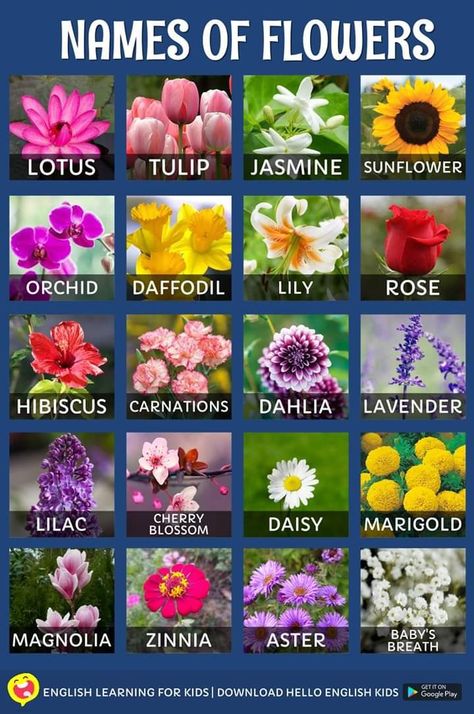 Flora, Gardening, Nature, Flowers, Floral, Flower Names, Pretty Flower Names, Flower Meanings, Flower Guide