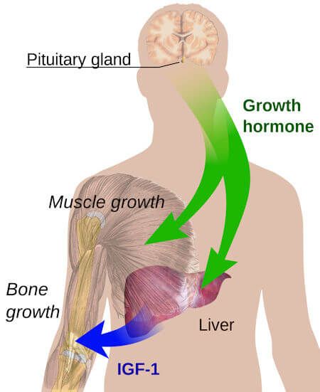 Human Growth Hormone (HGH) - An Anti-aging Remedy? Human growth hormone HGH is one of 7 hormones secreted by the pituitary. Growth hormone has an effect on almost all our tissues and organs. It enhances the growth of various organs and tissues, especially muscle and bone. Basically, HGH increases protein synthesis. Proteins are the major building block out of which our body is made. Normal secretion of HGH occurs in a daily cycle. It varies with exercise, sleep, stress and nutrition... Pituitary Gland, Muscle Growth, Endocrine, Hormone Replacement, Muscle Mass, Endocrine System, Hormone Supplements, Growth Hormone, Hgh Injections