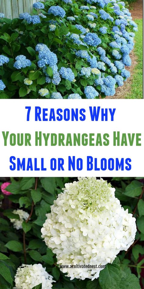 7 Reasons Why Your Hydrangeas Have Small Or No Blooms |why aren't my hydrangeas blooming? Take a look at these 7 reasons your hydrangeas aren’t blooming, and see if you can trouble shoot your way to better blooms. Here are some important hydrangea growing tips you need to know!#gardeningtips #hydrangeas #acultivatednest Garden Care, Gardening, Shaded Garden, Planting Flowers, Hydrangea Landscaping, Flowering Shrubs, Shrubs, Hydrangea Plant Care, Planting Hydrangeas