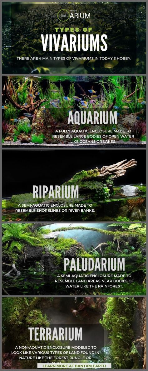 Terrariums, Aquarium Fish, Fish Tank Terrarium, Aquarium Aquascape, Diy Aquarium, Fish Tanks, Planted Aquarium, Aquascape Aquarium, Reptile Terrarium