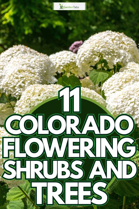 11 Colorado Flowering Shrubs And Trees Outdoor, Design, Gardening, Ideas, Exterior, Colorado, Pie, Flowering Shrubs, Flowering Bushes
