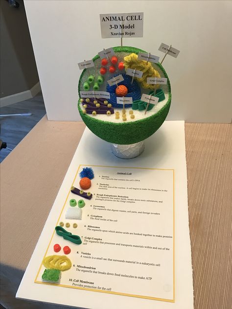 Animal Cell Parts, Animal Cell Project, Animal Cell Model Project, Plant Cell Project Ideas Models, Plant Cell Project, Animal Cell Model Project 7th Grade, Animal Cell 3d Model Project Ideas, 3d Animal Cell Project 7th Grade, Animal Cell