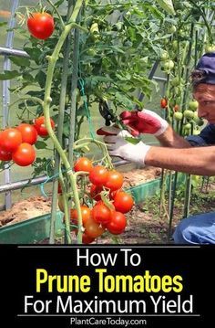 Did you know you'll get more tomatoes with PRUNING. Learn how to prune tomato plants for maximum yield, get more tomatoes, larger fruit, fruit that actually ripens quicker. We share [PRUNING DETAILS] How To Prune Tomatoes, Prune Tomato Plants, Pruning Tomato Plants, Kebun Herbal, Aquaponics Aquarium, Tomato Pruning, Gemüseanbau In Kübeln, Growing Tomato Plants, Growing Tomatoes In Containers