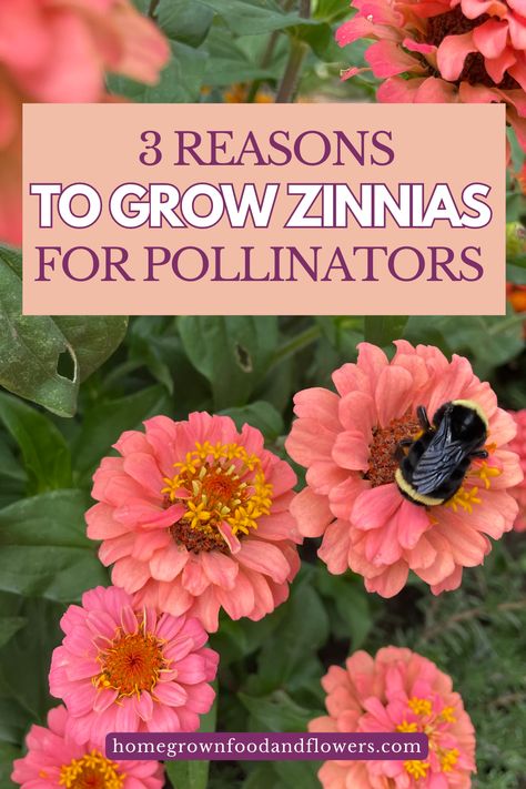 Looking for a beautiful and easy way to attract pollinators to your garden? Consider growing zinnias! These colorful and vibrant flowers are not only easy to grow, but they also attract a variety of pollinators, including bees, butterflies, and hummingbirds. With their long blooming season and low-maintenance care, zinnias are the perfect addition to any pollinator-friendly garden. Exterior, Lawn, Zinnias, Pin, Cut Flower Garden, Crystal, Green Thumb, Butterfly Garden, Flower Garden
