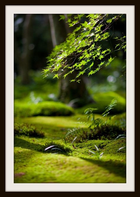 Tree Nature Photography, Nature, Plants, Forest, Beautiful Nature, Scenery, Nature Beauty, Tree, Forest Floor