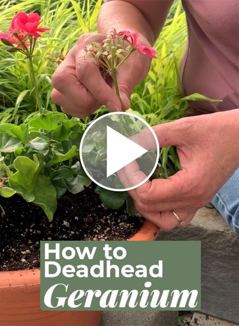 How to Deadhead Geraniums: Learn how to deadhead geraniums to keep them looking tidy all summer and producing more blooms. Ideas, Summer, Geranium Care, Growing Geraniums, Geraniums Garden, Geranium Planters, Pruning Geraniums, Potted Geraniums, Geraniums