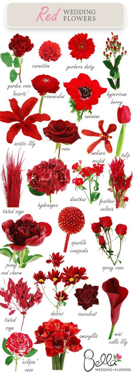 Red Flowers For Weddings | The Latest Color Trend For Wedding Flowers…..RED Flora, Floral Arrangements, Floral, Roses, Bouquets, Flower Guide, Flower Arrangements, Flowers Bouquet, Types Of Flowers