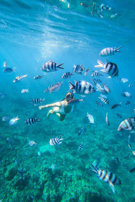 Mauritius, Catamaran, Voyage, Paradise Cove, Underwater, Ocean, Île Maurice, Mauritius Island, Island Life