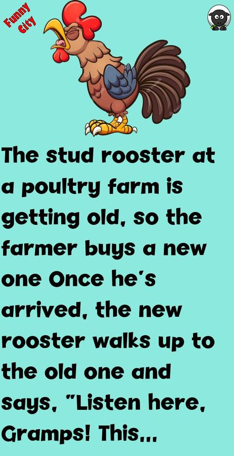 The stud rooster at a poultry farm is getting old, so the farmer buys a new oneOnce he's arrived, the new rooster walks up to the old one and says, “Listen here, Gramps! This whole farm is m.. #funny, #joke, #humor Dog Humour, Golf, Abs, Humour, Lady, 1980s, Farm Jokes, Farm Humor, Chickens And Roosters