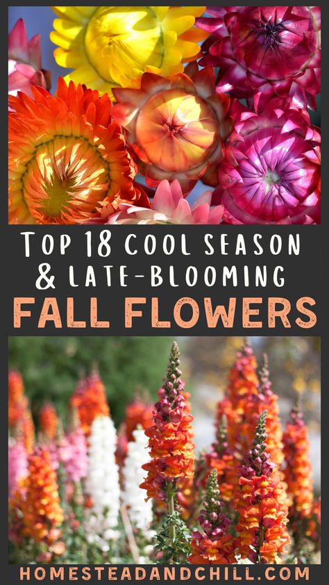 Come discover the 18 best fall flowers to grow in your garden for colorful autumn blooms, including a mix of annuals and perennials. Some may grow through winter in mild climates too! #fallflowers #flowergarden #flowers #gardentips #gardening Ideas, Gardening, Diy, Planting Flowers, Fall Blooming Flowers, Fall Flowers Garden, Fall Flower Pots, Fall Flowers, Fall Perennials