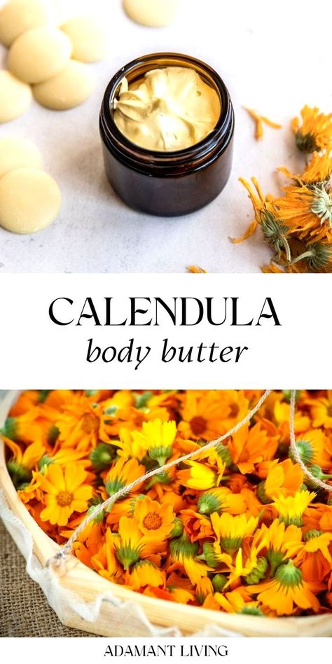 Calendula Body Butter: Herbal Apothecary - Looking for a non-greasy alternative to store-bought body lotions? Make your own calendula body butter with this DIY body butter recipe! Using natural ingredients, like calendula oil, a medicinal flower, you can create homemade skin care that is moisturizing. Try a body butter recipe for body care and free from harmful chemicals. With a few simple steps, you can have a luxurious and effective product at a fraction of the cost. Ideas, Bath, Natural, Body, Salud, Organic, Ointment, Botanica, Magick