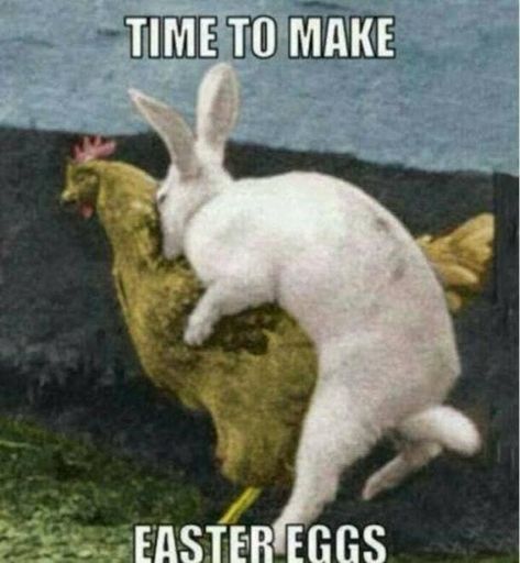 funny easter memes Dogs, Humour, Chistes, Funny Bunnies, Animales, Animais, Funny Easter Memes, Animaux, Humor
