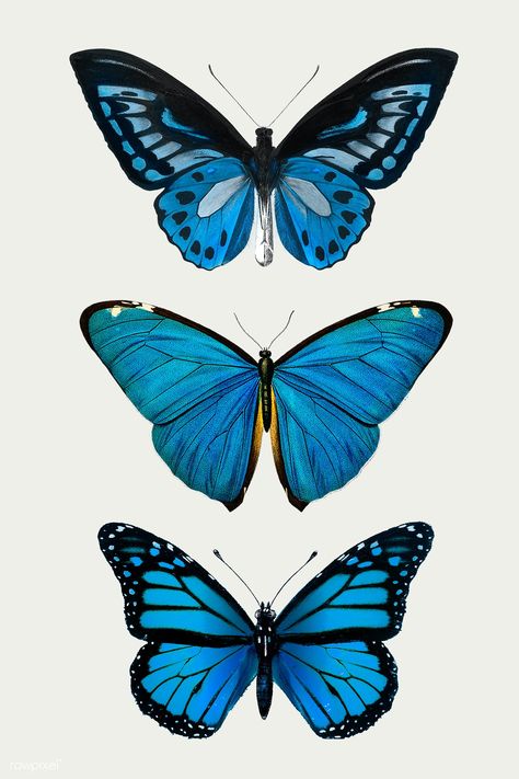 Vintage Common Blue butterflies illustration design element set | premium image by rawpixel.com / Chayanit